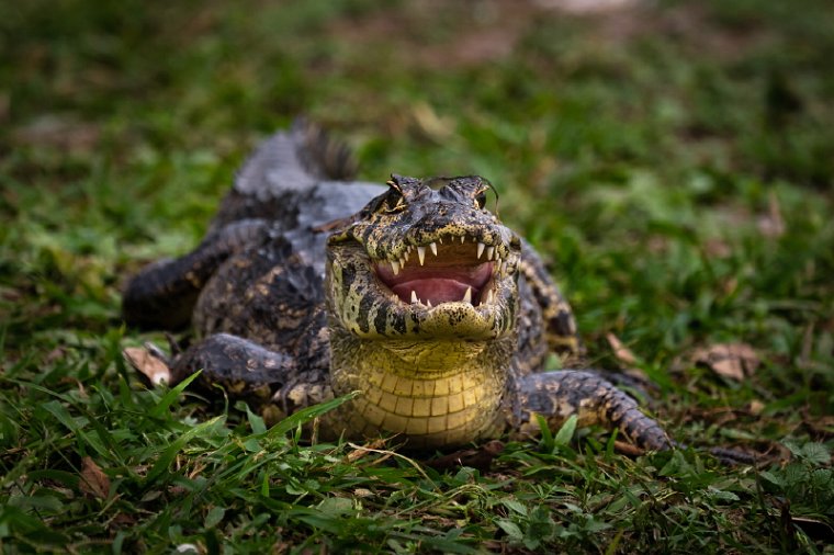 005 Noord Pantanal, yakarekaaiman.jpg